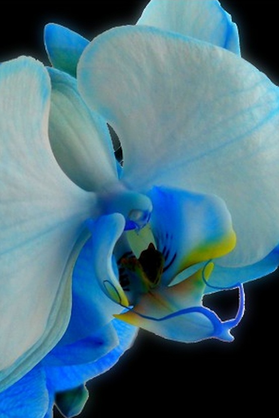 Photo:  Blue orchid  